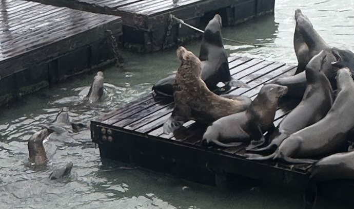 Day 19 of my cruise, how do these seals look?