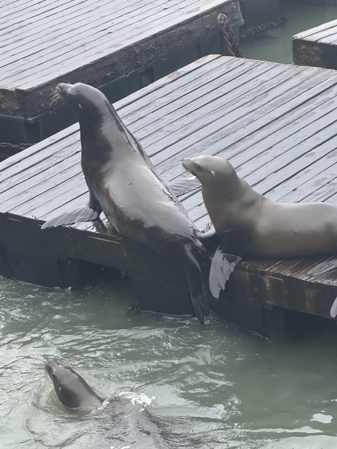 Day 19 of my cruise, how do these seals look?