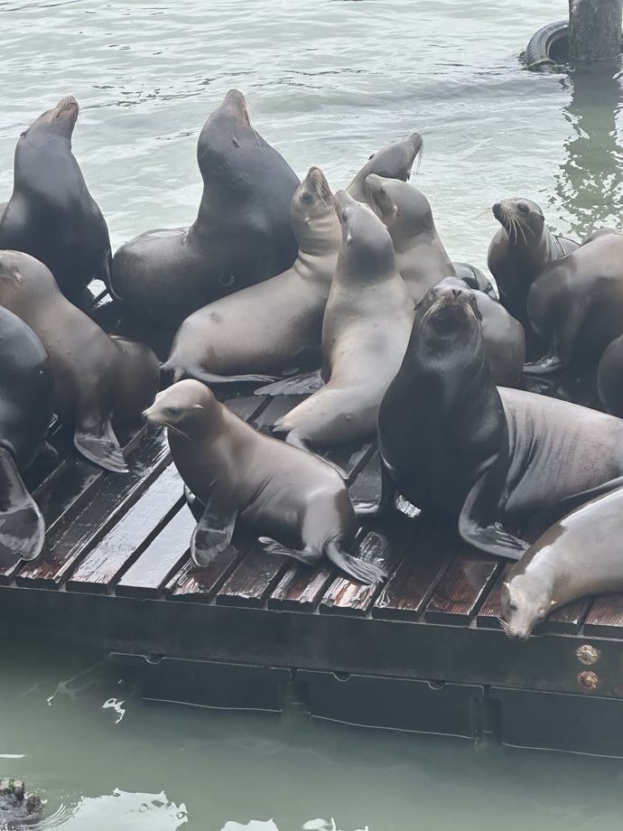 Day 19 of my cruise, how do these seals look?