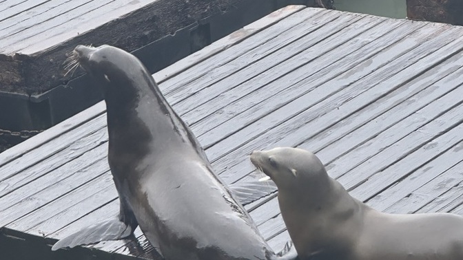 Day 19 of my cruise, how do these seals look?