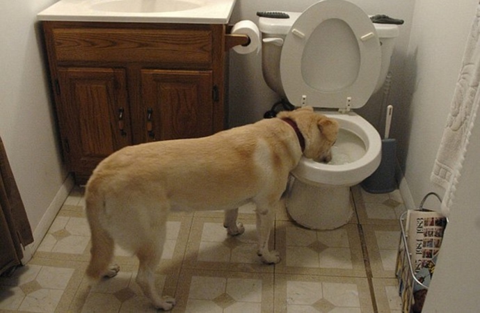 Why do dogs prefer to drink from the toilet rather than their water bowl?