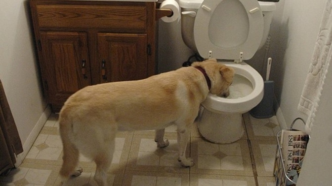 Why do dogs prefer to drink from the toilet rather than their water bowl?