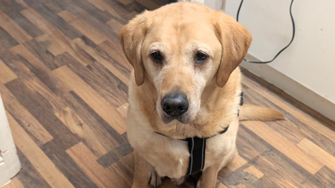 What is the best way to get over the loss of a dog 🐶 my golden Labrador passed away yesterday age 19?