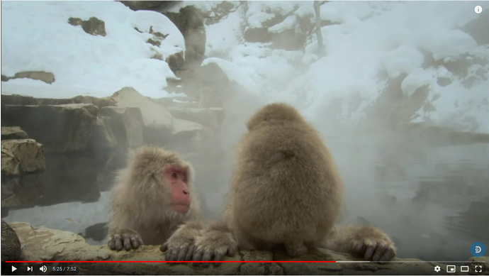 Is their any proof or correlation that would justify the cold winters theory of the evolution of human intelligence?