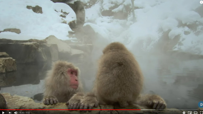 Is their any proof or correlation that would justify the "cold winters theory" of the evolution of human intelligence?