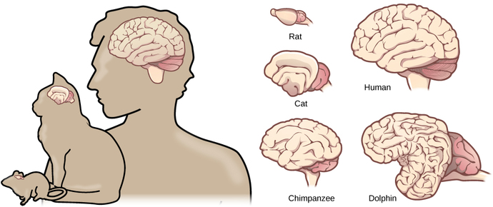 Does brain size relate to intelligence?