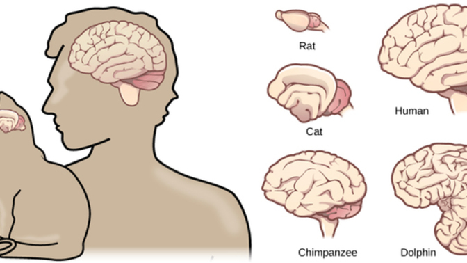 Does brain size relate to intelligence?