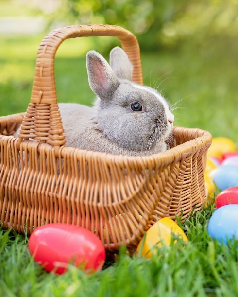 What are your Easter Sunday plans🐣🐰?