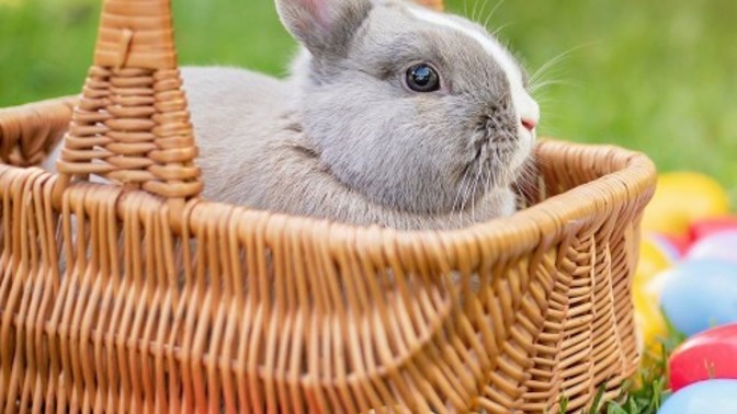 What are your Easter Sunday plans🐣🐰?