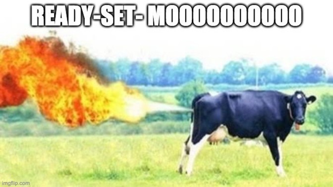 What kind of diet does this cow have?