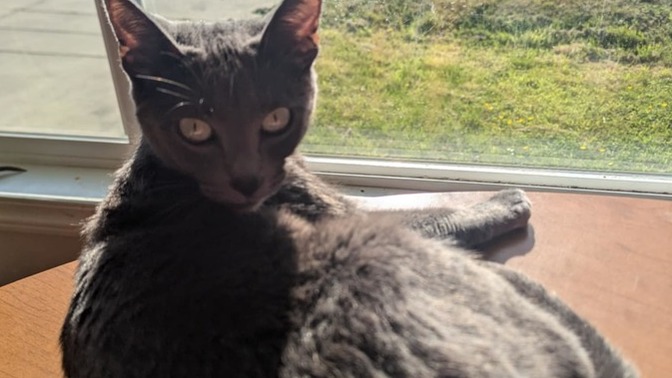 This is my friends cat. Does it look too skinny? Should I say something, or mind my own?