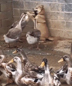 ? Why do ducks exist?