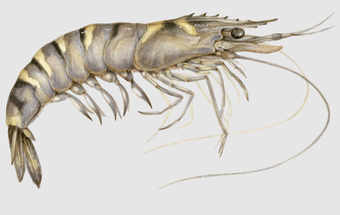 She/her whiteleg shrimp - born in the USA
