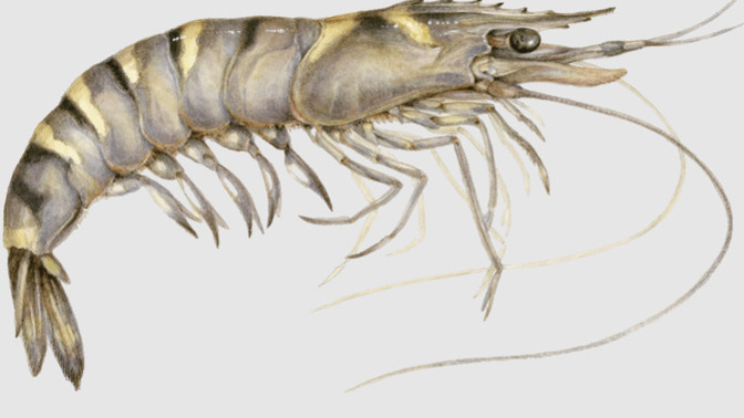 If American fish had pronouns, would the woke left still try to import shrimp from China?