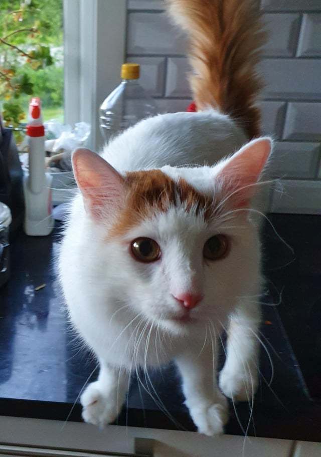 Please can everyone say hello to pixie whos our new cat?
