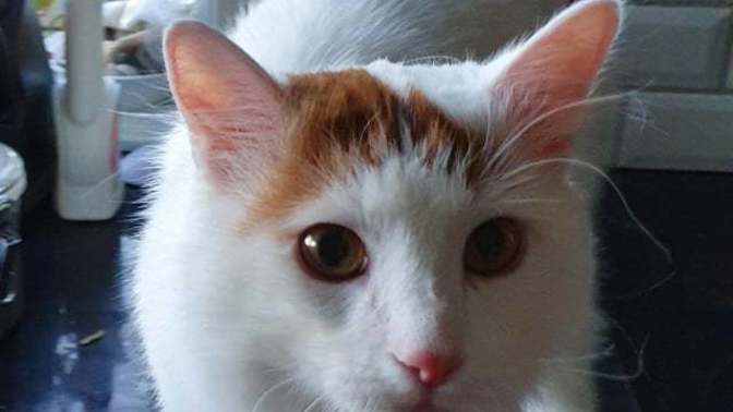 Please can everyone say hello to pixie who's our new cat?