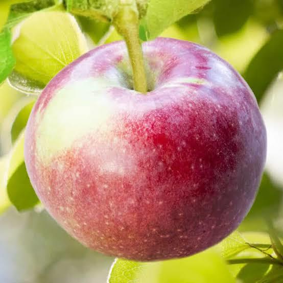Macoun Apple