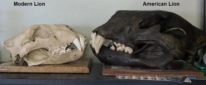 Should we try to bring back ice age creatures?