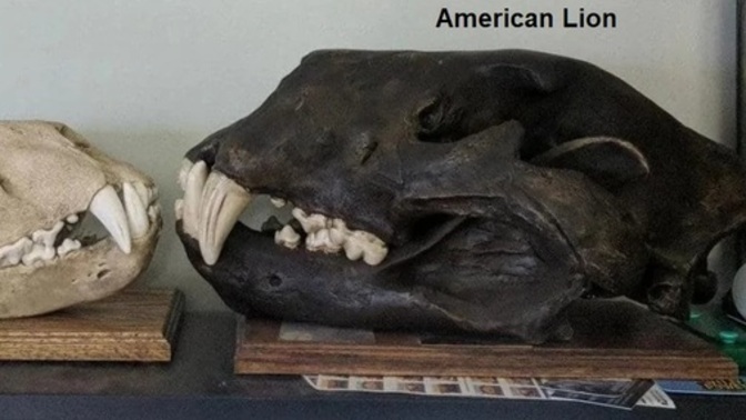 Should we try to bring back ice age creatures?