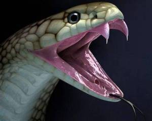 Should Trump give the green light for the Israelis to just cut the head of the snake off?