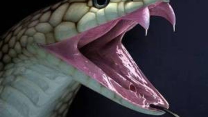 Should Trump give the green light for the Israelis to just cut the head of the snake off?