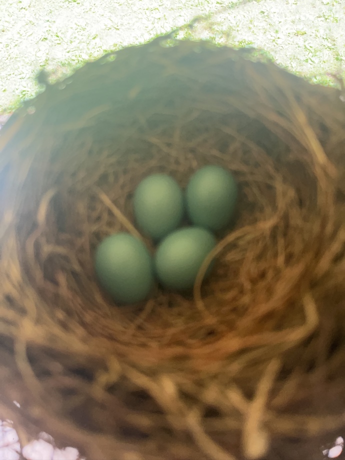 Do robins build nests in the same place every year?