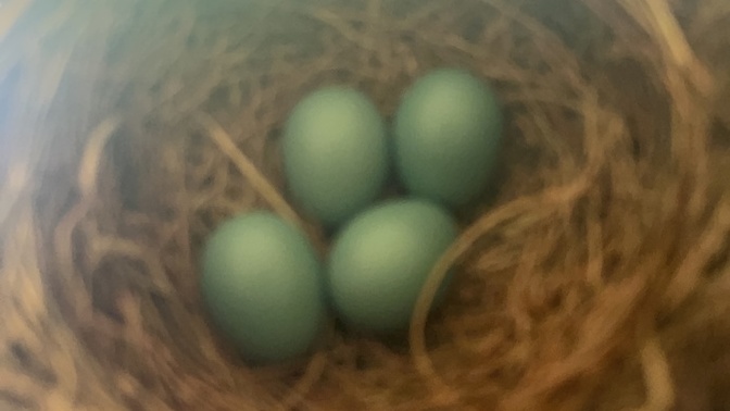 Do robins build nests in the same place every year?