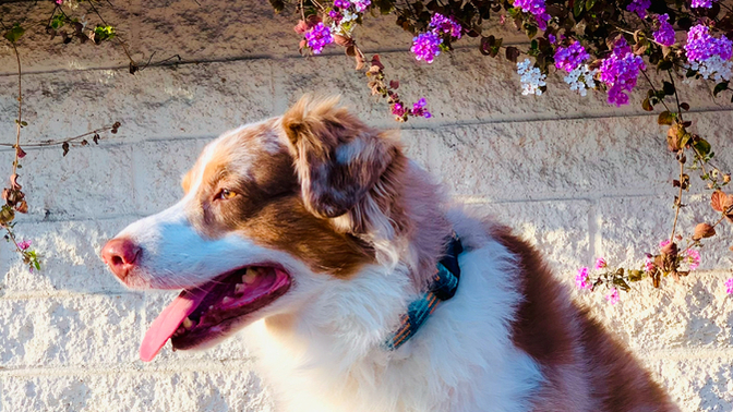 Have you ever euthanized your pet?