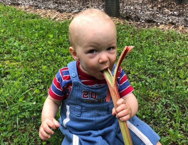 How do you feel about rhubarb?