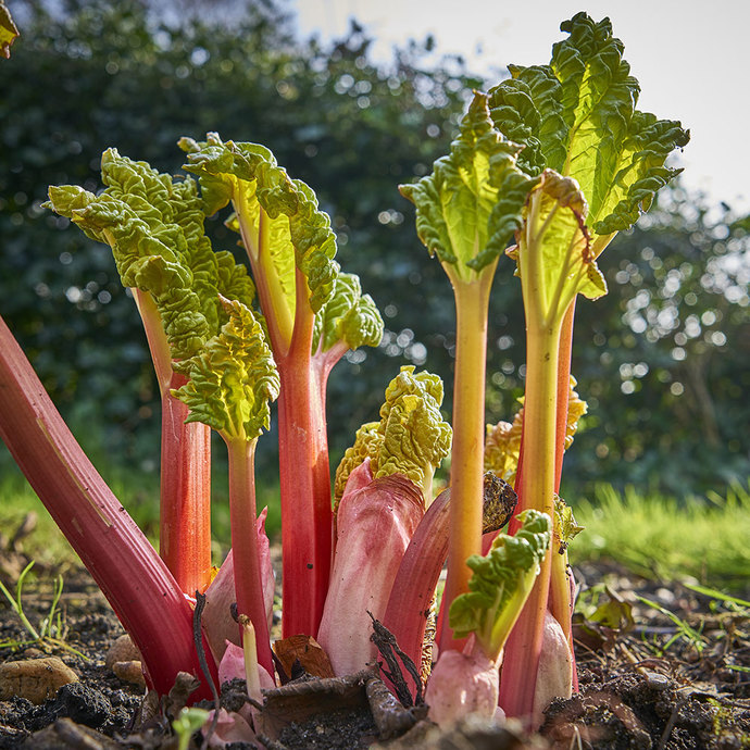 How do you feel about rhubarb?