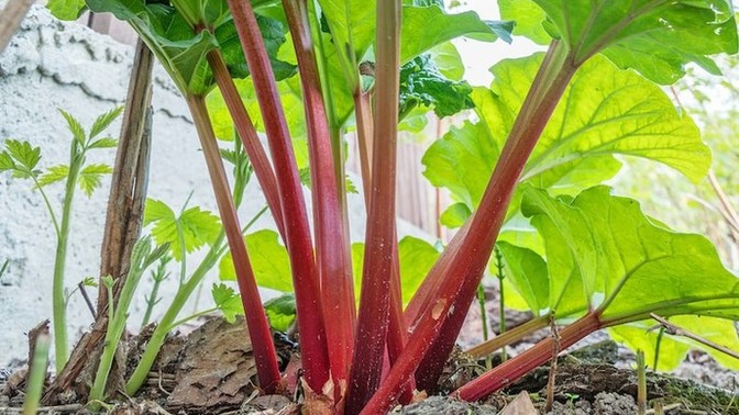 How do you feel about rhubarb?