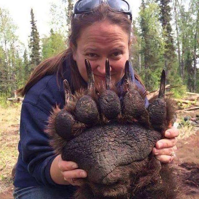 Why do women love bears?