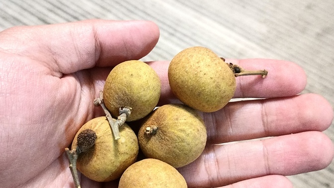 What is the name of this fruit?