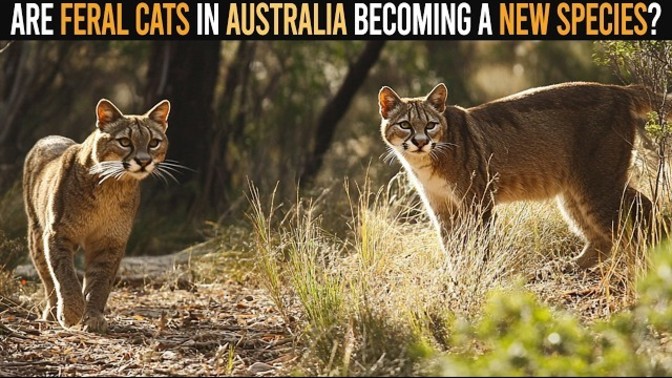 Are Cats bigger now that they were in the past& why?
