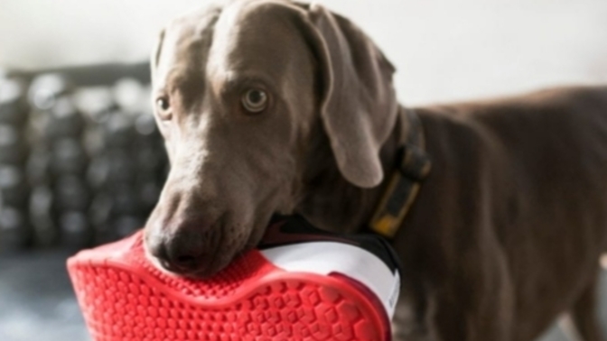 Does your PET like to TAKE things?