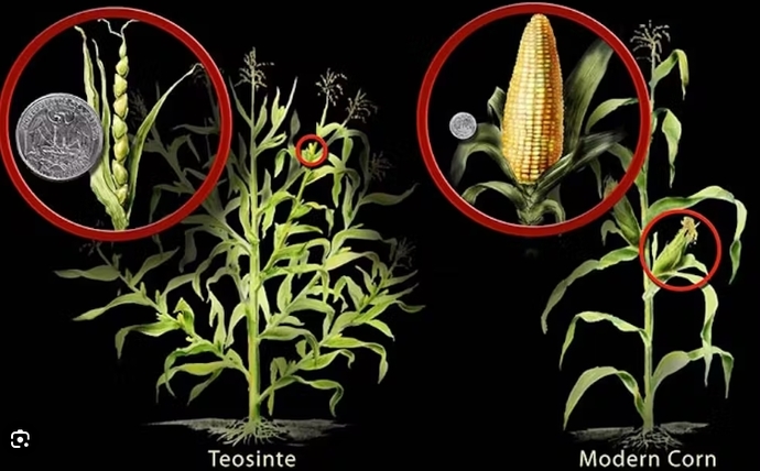 Do you consider selective breeding a kind of genetic engineering?