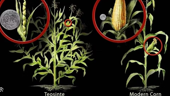 Do you consider selective breeding a kind of "genetic engineering"?