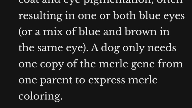 Did you know blue eye dogs are not the same genetic as blue eye human genetic?