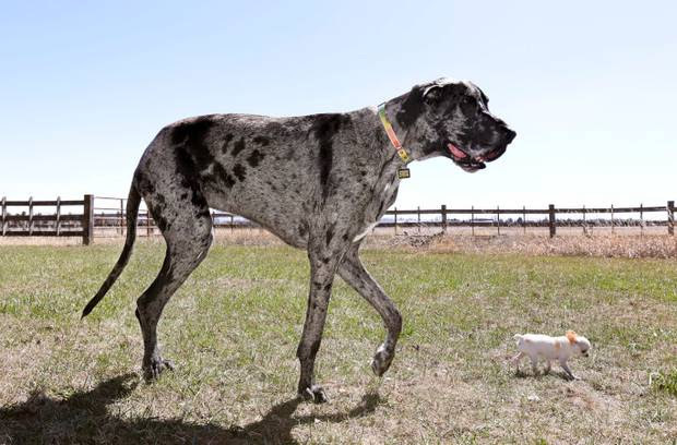 Reggie and Pearl, tallest and shortest dogs
