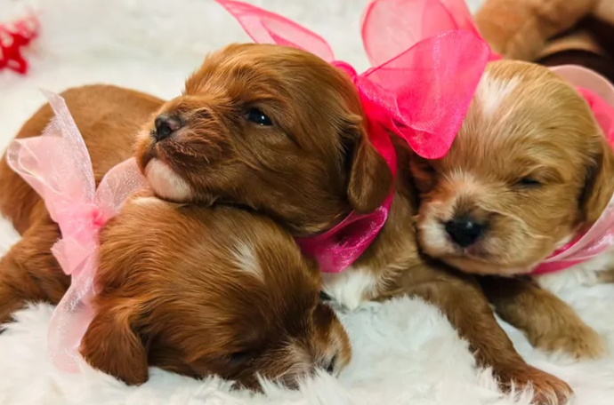 Do you prefer BIG DOGS or SMALL DOGS?