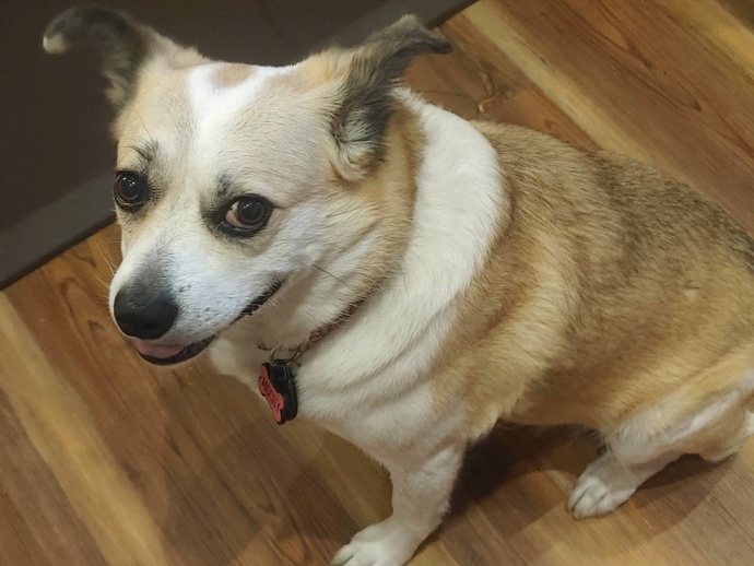 Do you prefer BIG DOGS or SMALL DOGS?