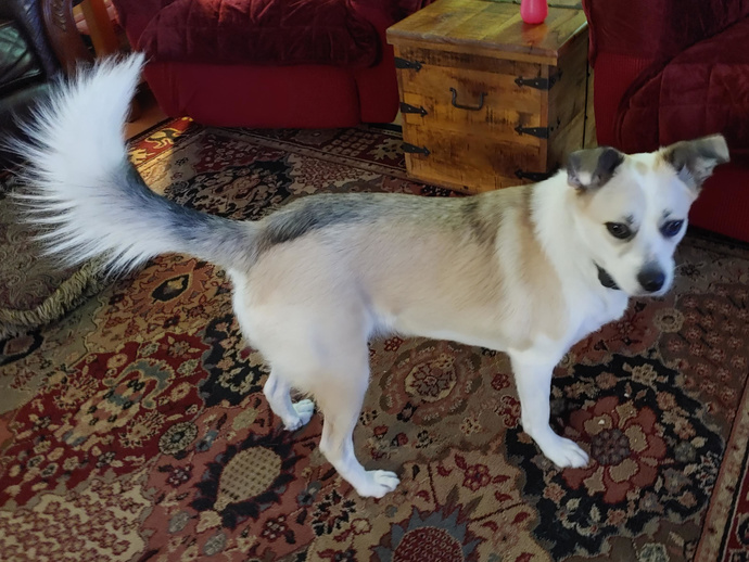 Do you prefer BIG DOGS or SMALL DOGS?