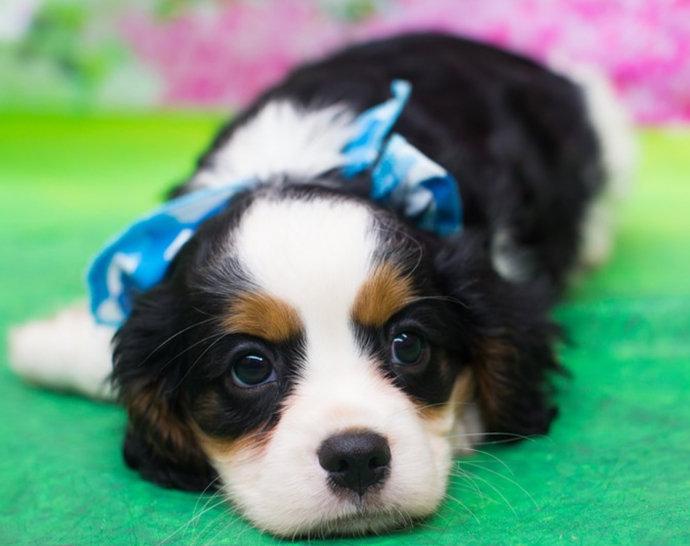 Do you prefer BIG DOGS or SMALL DOGS?
