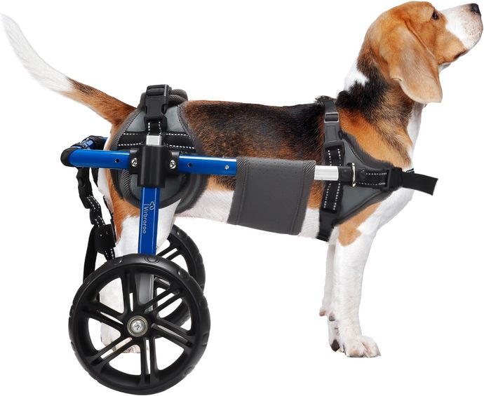 Do you prefer BIG DOGS or SMALL DOGS?