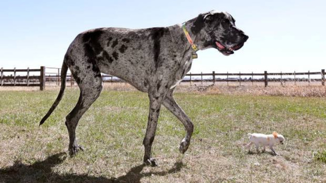 Do you prefer BIG DOGS or SMALL DOGS?