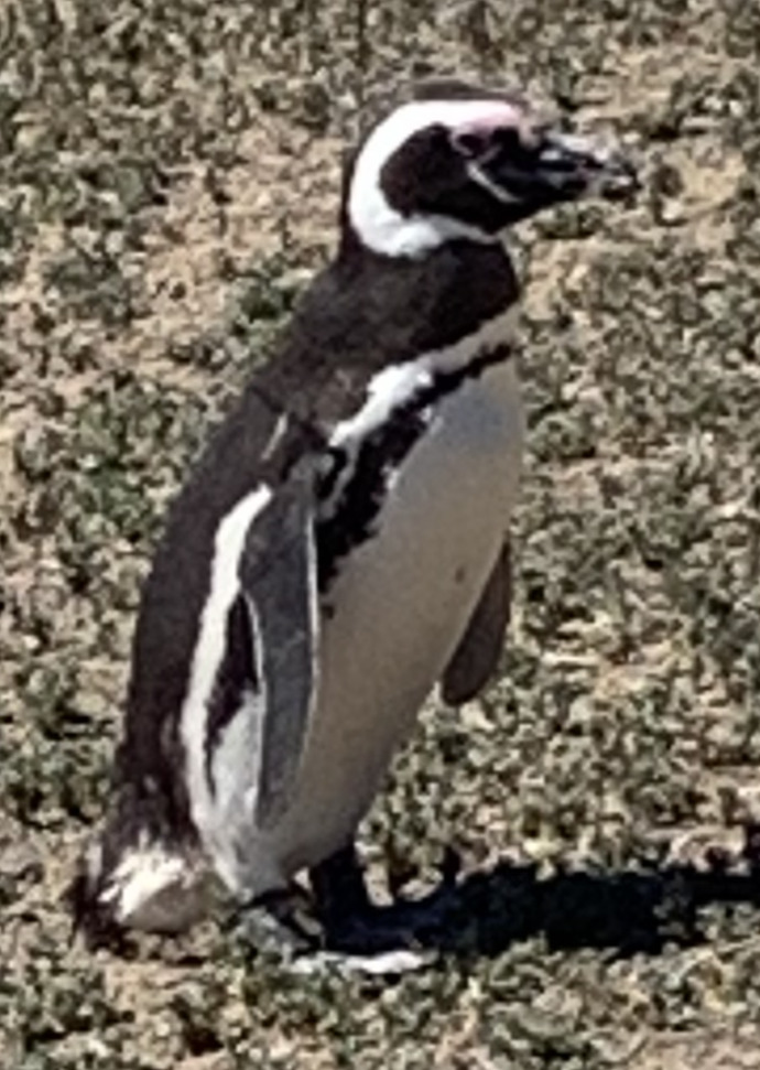 What do you think of these penguin pics part 5? From last years discontinued Norwegian Cruise Lines South American cruise to Chile and Argentina?