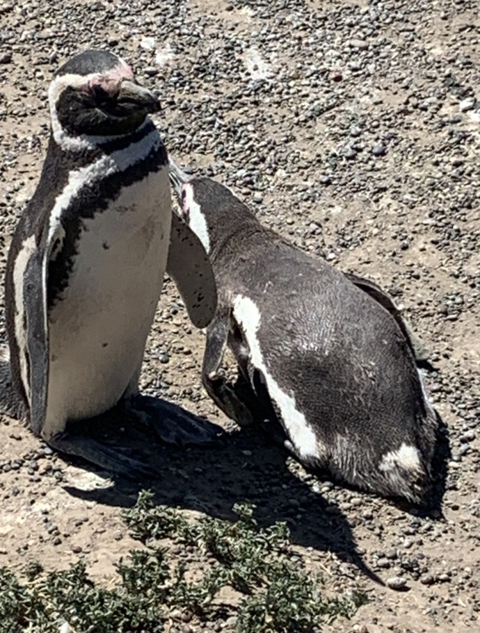What do you think of these penguin pics part 5? From last years discontinued Norwegian Cruise Lines South American cruise to Chile and Argentina?