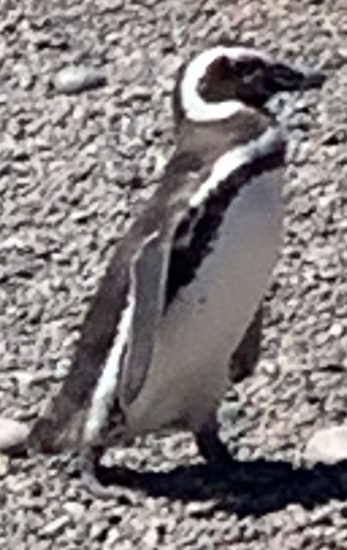 What do you think of these penguin pics part 5? From last years discontinued Norwegian Cruise Lines South American cruise to Chile and Argentina?