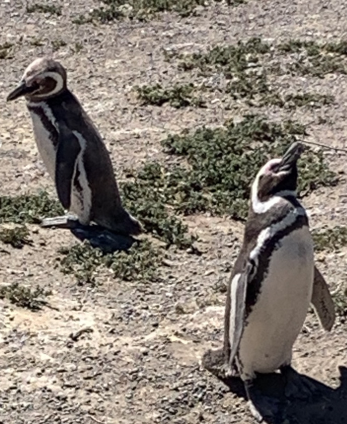 What do you think of these penguin pics part 5? From last years discontinued Norwegian Cruise Lines South American cruise to Chile and Argentina?
