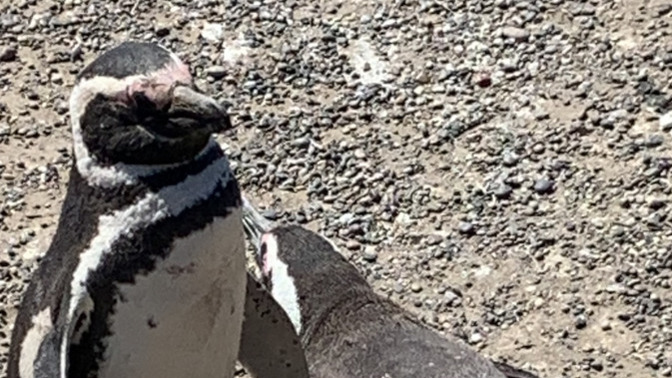 What do you think of these penguin pics part 5? From last year's discontinued Norwegian Cruise Lines South American cruise to Chile and Argentina?